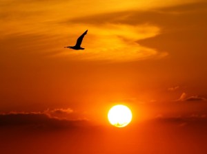 Gaivota_Sol_Maturidade